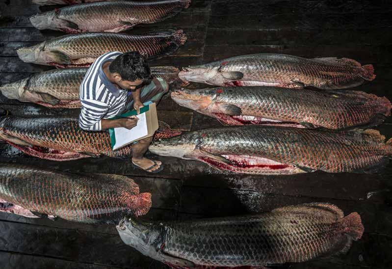 Todas as etapas do manejo comunitário do pirarucu são realizadas pelos pescadores e pescadoras, desde a vigilância até a comercialização do peixe André Dib outubro, os pescadores comercializaram o