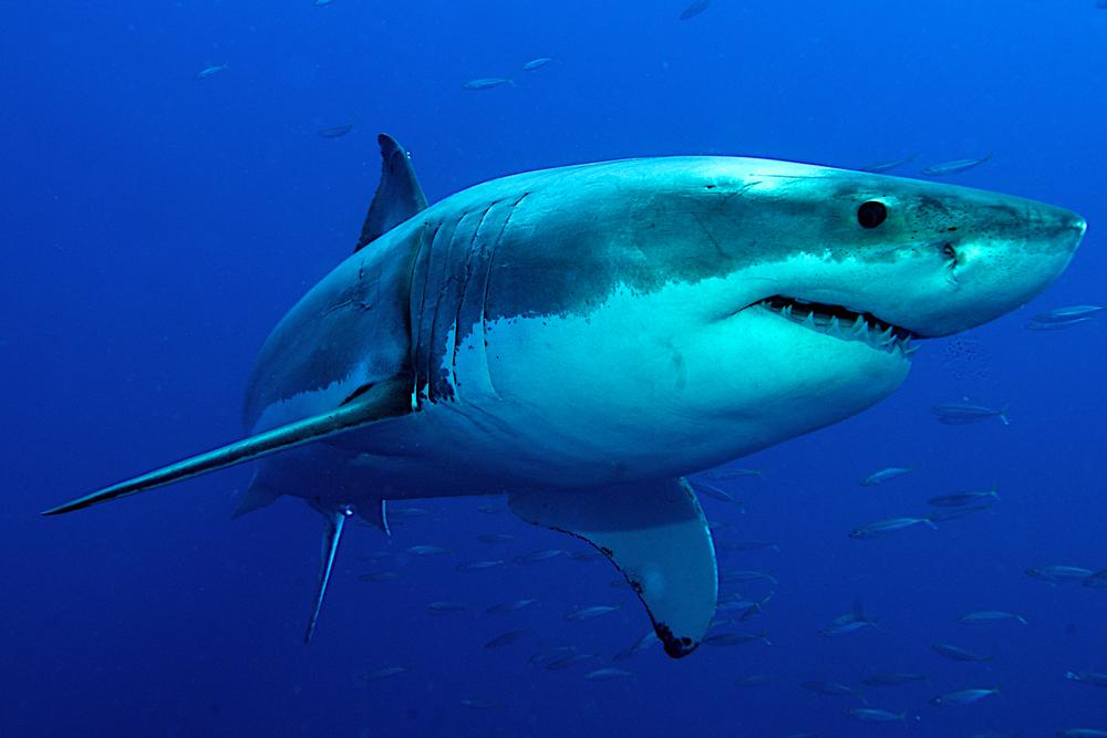 Science in School Edição 41: Outono de 2017 1 Modelo para nadar: os segredos da pele de tubarão Traduzido por Rita Campos. Um tubarão branco, Carcharodon carcharias.