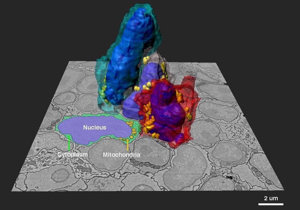 Seções de alta qualidade consistentemente O ultramicrótomo 3D ARTOS é capaz de fornecer rapidamente seções reproduzíveis de alta qualidade ao: > > Evitar as condições causadoras de artefatos de