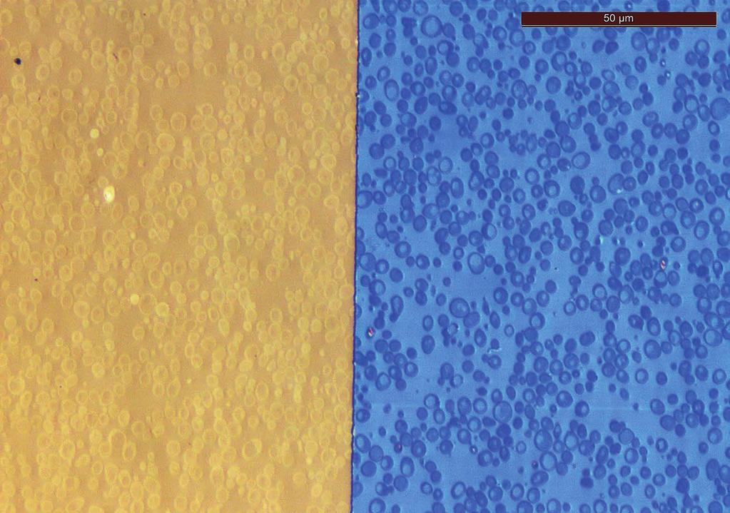 Duas seções de Saccharomyces cerevisiae (levedura) embebidas em spurr. Fitas com seções com boa aderência de 50 nm (esquerda) e 120 nm (direita) foram coletadas sem dobras em um wafer de silício.