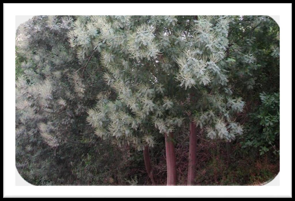 Introdução Acacia dealbata Acacia dealbata Espécie exótica presente em Portugal