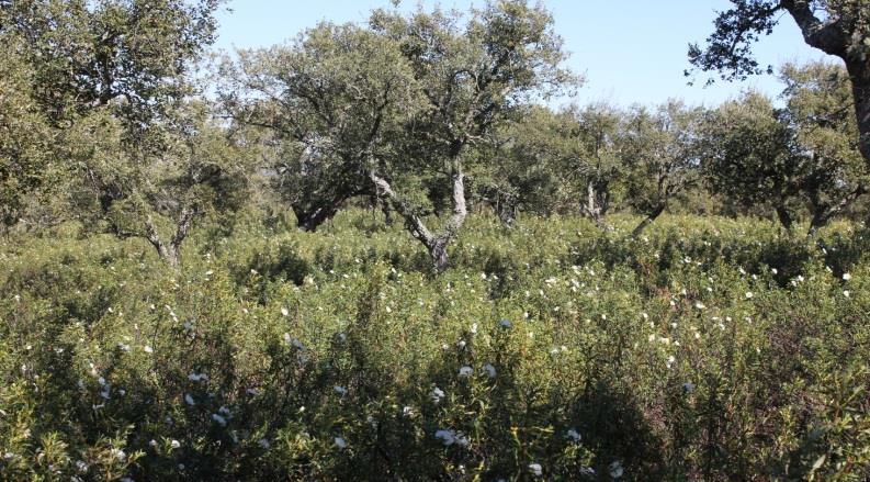 Fluxo de seiva (m 3 m -2 d -1 ) Sistemas agroflorestais e interação árvore-subcoberto Efeito conjunto da