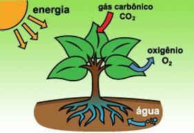 Processo realizado por organismos autótrofos capazes de converter energia luminosa em energia química; Presente em procariotos e eucariotos; Mais de metade de toda a fotossíntese