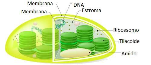 Cloroplastos Organelas responsáveis pela fotossíntese em