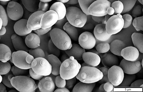 por: fungos e bactérias Leveduras (Saccharomyces