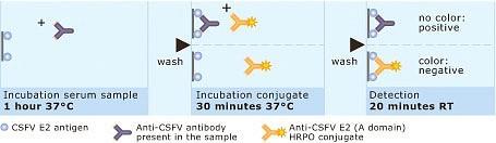 CSFV Ab 2.0 - Bloqueio Detecta anticorpos anti-domínio A da Proteína E2 do CSFV.