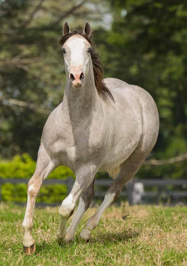 10 JANGO SILVER AD QM - Macho - Tordilho - 06/10/2018 - Registro em Andamento.