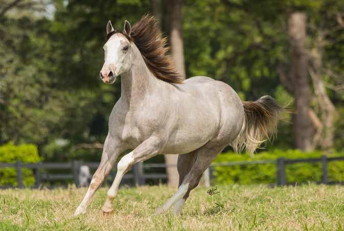 Campeã do Augusta 4YO Non-Pro Futurity, 4º lugar no PCCHA Non-Pro Derby, finalista do Breeders Invitational Non-Pro Derby e do The Non-Pro 4YO Non-Pro, etc.