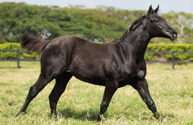 PLAYALOTTA (Freckles Playboy): Mãe de: * SMART PLAY OLENA, por Smart Chic Olena. 114 pontos e Superior em Rédeas pela AQHA. U$15.860,00 em ganhos.