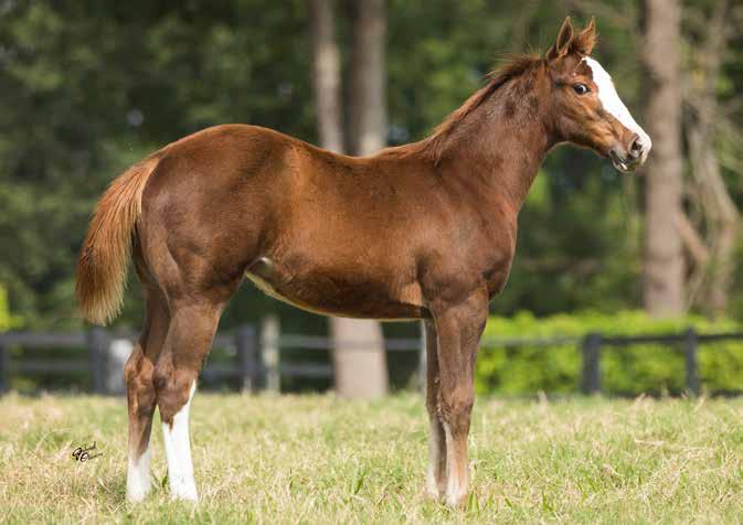 LOU FIRST DOWN DASH SUDDEN FAME SPLASH BAC PERHAPS LOVE DAD S CREAM TA FAME (Dash Ta Fame): 13,50 pontos e RMT na Classe Aberta pela ABQM. R$7.701,00 em prêmios pelo SGP Sistema.