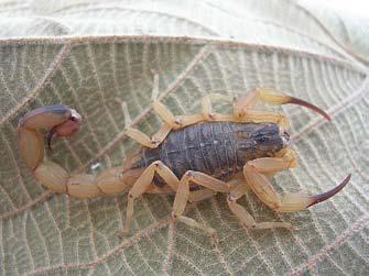 Biologia de Escorpiões O que é um escorpião?