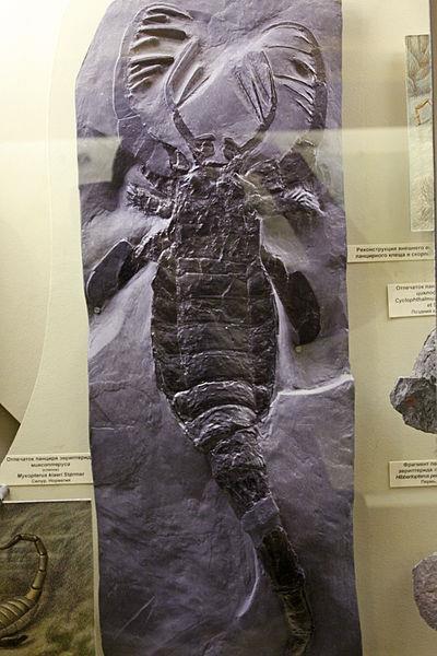 Quando surgiram: 400 milhões de anos Período Siluriano Biologia de Escorpiões Eurypterida (Mixopterus sp)