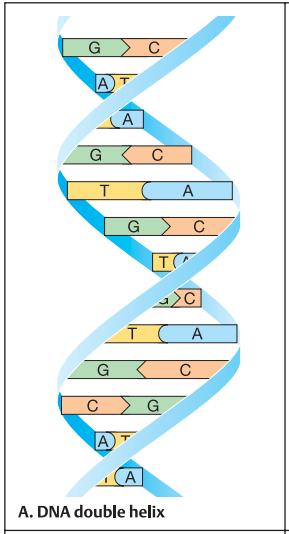 Estrutura Secundária do DNA