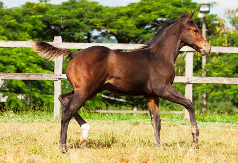 06 LOTE NN STREAKIN LOVE SIGN Macho Zaino 15/11/2018 Reg. em andamento Vendedor: CONSIGNADO LUB PF CORRIDA 2021 PF TRABALHO 2022 PF VAQUEJADA 2023.