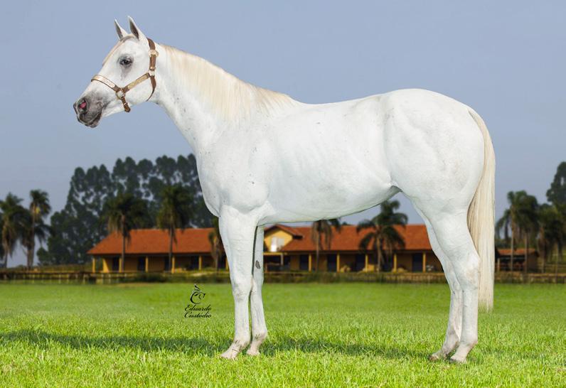 LOTE 12 DOMINATRIX PRIDE HBR Fêmea Tordilho 15/09/2013 P198112 Vendedor: HARAS BRASIL AA-82 1 3º LUGAR EM 2 ATUAÇÕES EM SOROCABA/16. P+ DE LOUISIANA SENATOR EM 31/08/2018.