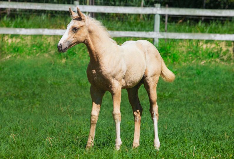 LOTE 21 NN RUNNING REWARD Fêmea Baio Amarilho 07/01/2019 Reg. em andamento Vendedor: FAZENDA ALVORADA PF CORRIDA 2021 PF TRABALHO 2022 PF VAQUEJADA 2023.