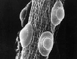 Paecillomyces lilacinus), - Trichoderma spp. => parasita de ovos (T. virens ; T. harzianum e T. sp.) - Pochonia chlamydosporia (sin.