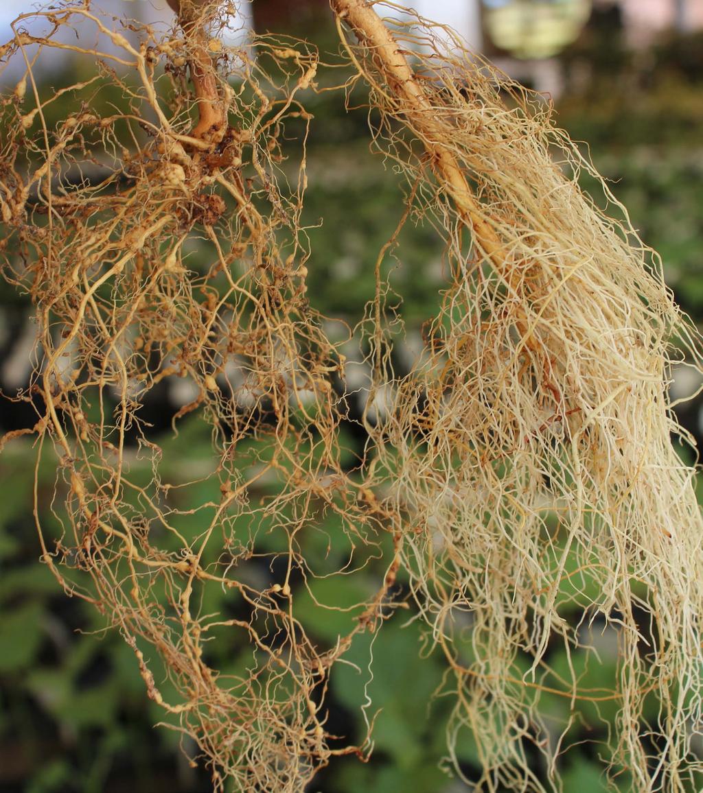 Contraste de sintomas entre duas cultivares de algodoeiro inoculadas com M. incognita.