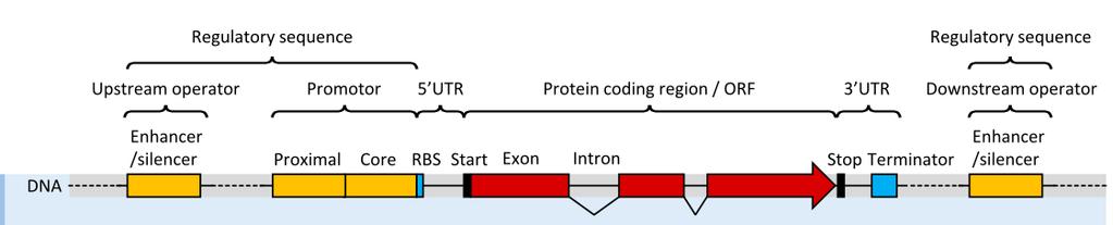 Gene de mrna eucarioto e sua constituição 1.