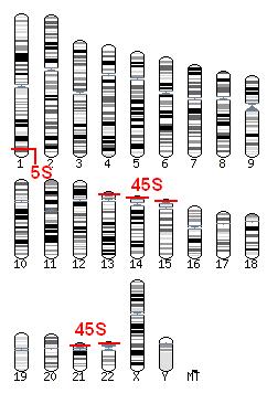 Loci rdna RNA ribossomal representa 60% de todo RNA em células eucariotas Locus 45S: localizado no
