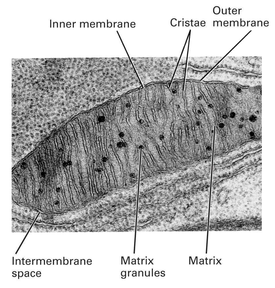 Mitocôndrias Tamanho de 1 a muitos m, em forma de salsicha vermiforme.