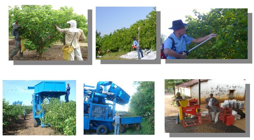 Pinhão-manso na Embrapa Agroenergia 5 Sistema de produção Pesquisas para validar sistemas de produção para pinhão-manso têm sido desenvolvidas em diversas regiões do Brasil.