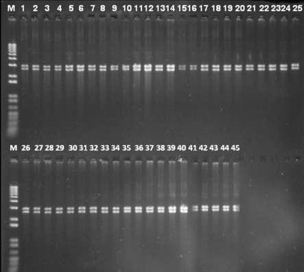 45 4.1.2 - Clonagem dos fragmentos correspondentes a uma cópia do genoma viral Os fragmentos de aproximadamente 2600 nt foram clonados no vetor pks+.