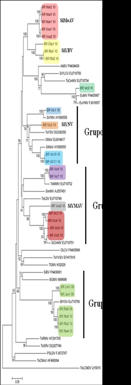 55 Figura 9 - Árvore filogenética baseada nas sequências do DNA-A dos vírus detectados nas amostras de plantas daninhas