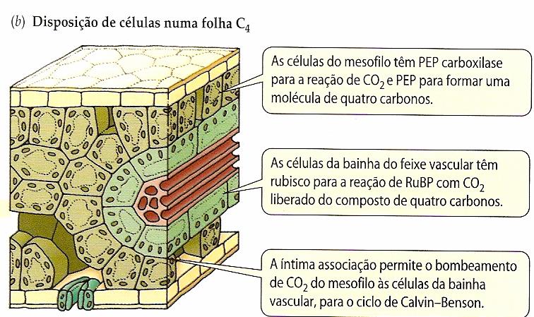 mesófilo com PEP carboxilase => fixação de CO 2 em composto de 4C PEP (fosfoenolpiruvato) + CO 2 => oxalacetato - nas células da