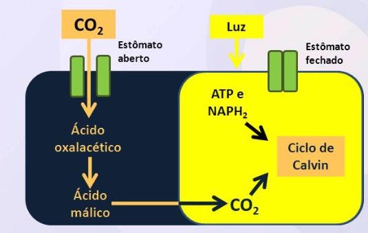 eficientes na fixação de CO 2 ; há separação espacial entre a fixação do CO2 pela pep carboxilase e o ciclo de calvin-benson Plantas