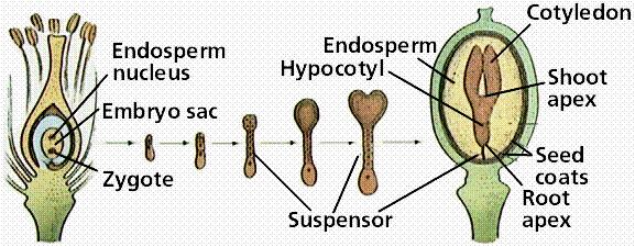 Resumo geral do desenvolvimento da semente Citocinina