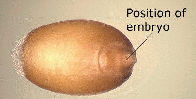 GERMINAÇÃO CRITÉRIO FISIOLÓGICO: