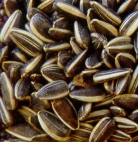 Tipos de reservas nas sementes