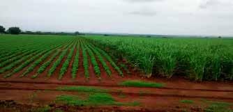 Figura 3 - Amendoim em rotação com cana-de-açúcar - Sertãozinho/SP No Paraná, o plantio está finalizado em uma área de 2,1 mil hectares, o que representa um aumento de 40% em comparação à safra