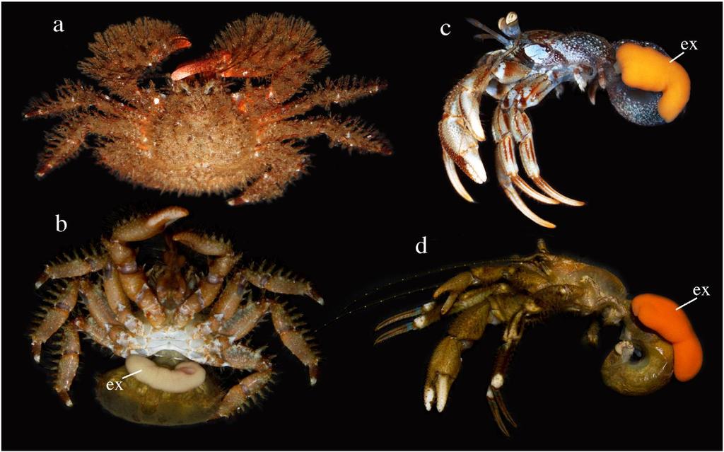 Cirripedia: Rhizocephala Hospedeiros anomuros Hapalogaster mertensii (Lithodidae).