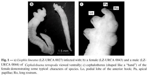 Faringe: bomba sugadora Reprodução Dióicos. Forma larval.