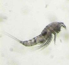Espécies semiterrestres (em musgos, filmes de água) Dominantes no plâncton (em número