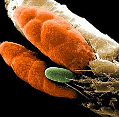 Copepoda Espermatóforo transferido para o