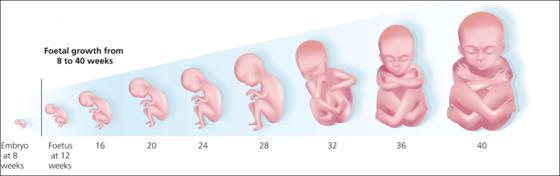 Metodologia - desenho do estudo e participantes Estudo feito em uma coorte de mulheres grávidas, saudáveis e bem nutridas de 8 populações geograficamente distintas com baixo risco para complicações