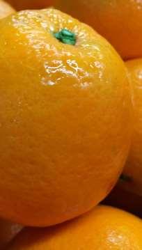 citri em frutos de citros No entanto, o potencial infectivo das bactérias remanescentes é insignificante Discussão Concentrações de