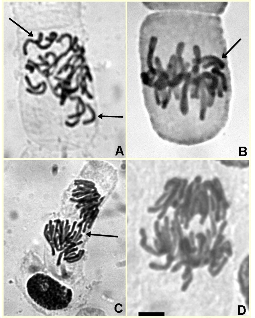 FIGURA 2 Células obtidas a partir das radículas emitidas de sementes de Allium cepa tratadas com diferentes concentrações de infusões e extratos de Polygonum punctatum, em cinco tratamentos