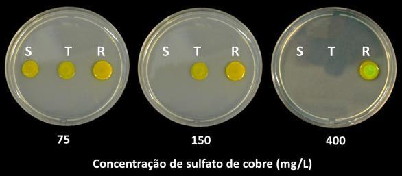 citrumelonis No Brasil?