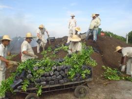 contaminadas e desfolha química das demais contidas num raio mínimo 30 metros, consideradas suspeitas de contaminação; d) método 4: Poda da planta ou plantas contaminadas e pulverização do raio