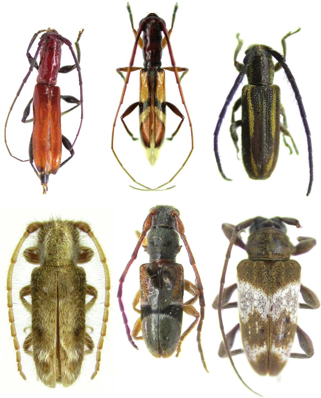 Notas, novos registros e novas espécies de Cerambycidae 1 329 2 3 5 4 6 Figs.1 6. 1, Compsibidion uniforme sp. nov., holótipo fêmea, comprimento, 8,2 mm; 2, Heterachthes rafaeli sp. nov., holótipo macho, comprimento, 10,0 mm; 3, Amphicnaeia lineolata sp.