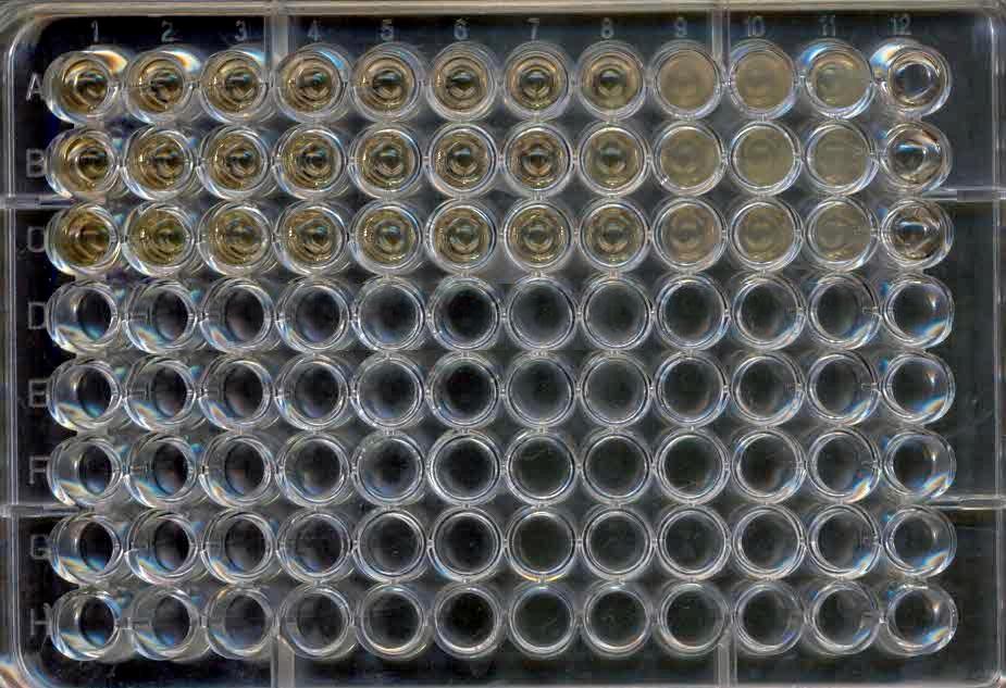 40 triplicata, sendo colocadas alíquotas de 0,1 ml das diferentes concentrações de cada fármaco (a partir de soluções 2x concentradas) nas cavidades da microplaca; um volume igual de inóculo foi