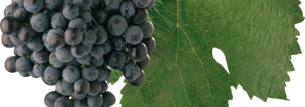 framboesas, groselha, e se mantém com mais frescor pois conserva índices mais altos de acidez, mais estruturados e elegantes do que quando são deixadas mais tempo no pé para