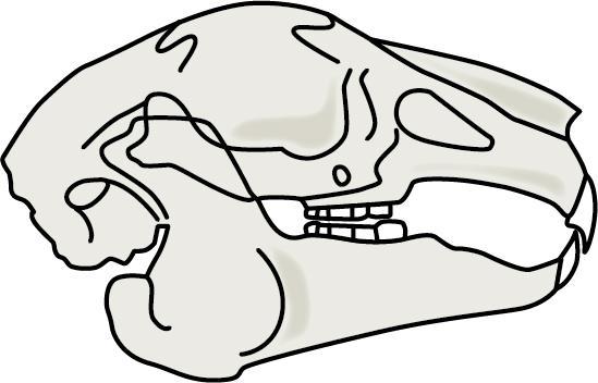 2. Na Figura 1, está representada, de forma esquemática, o tipo de dentição do coelho, uma das presas da águia-imperial-ibérica. Figura 1 Completa o texto.