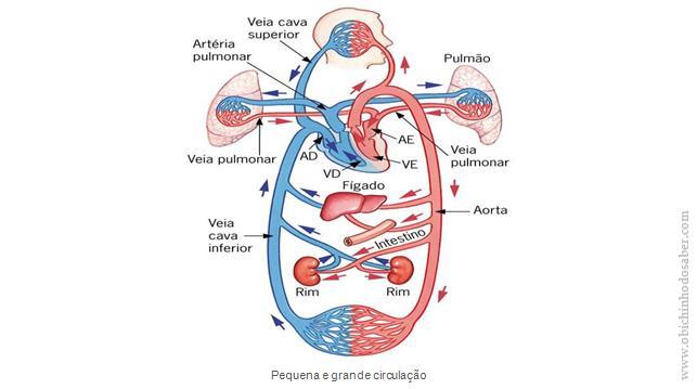 CIRCULAÇÃO SISTÊMICA OU GRANDE CIRCULAÇÃO: Do ventrículo esquerdo abastece todas as células com sangue arterial, rico em oxigênio e nutrientes para todo o