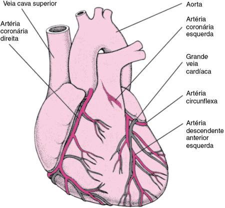 ARTÉRIAS CORONARIANAS - RAMIFICAÇÕES DA AORTA AD, VD