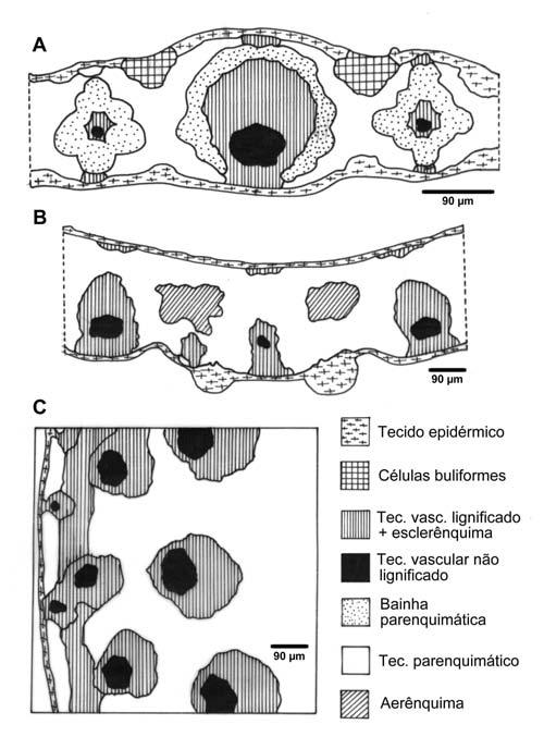 Figure 1 - Schematical draws of Brachiaria brizantha, representing the measured tissues. A - Blade region; B - Leaf sheath; C - Stem.